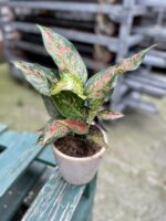 Zdjęcie rosliny doniczkowej Aglaonema Red Valentine, ujęcie 1