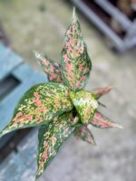 Zdjęcie rosliny doniczkowej Aglaonema Red Valentine, ujęcie 2