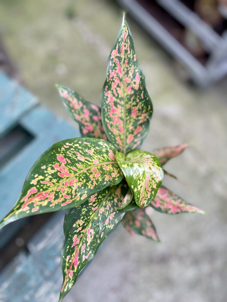 Zdjęcie rosliny doniczkowej Aglaonema Red Valentine, ujęcie 2