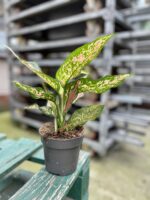 Zdjęcie rosliny doniczkowej Aglaonema Red Valentine, ujęcie 3