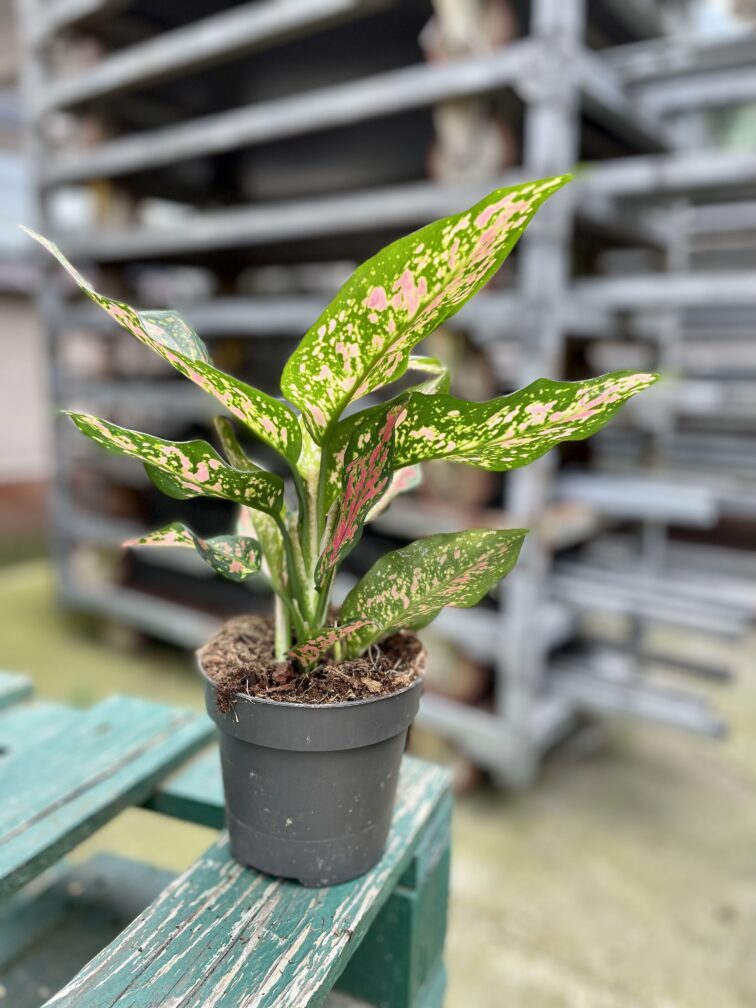 Zdjęcie rosliny doniczkowej Aglaonema Red Valentine, ujęcie 3