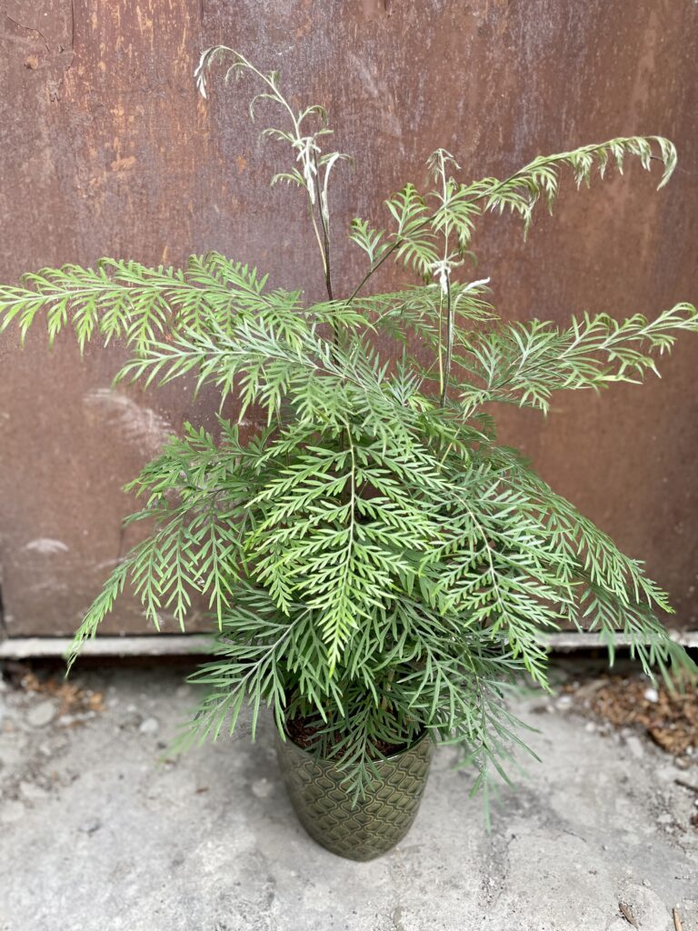 GIRUVI 「Grow on the Wall」Gracilius GIRUVI 「Grow on the Wall」Gracilius Grevillea robusta Morelips
