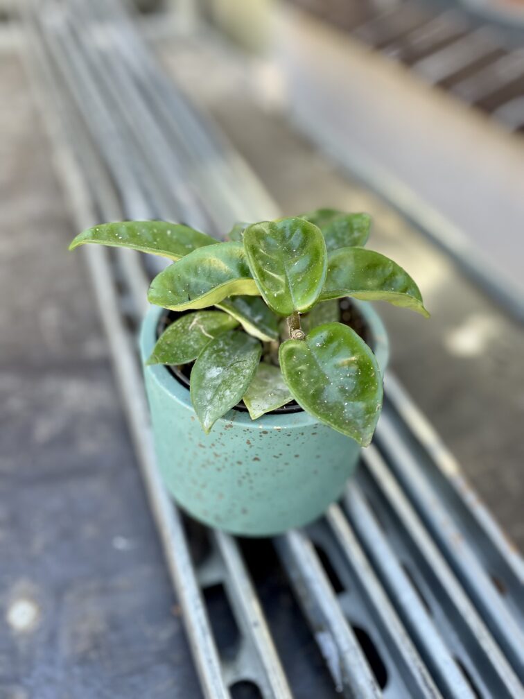 Zdjęcie rosliny doniczkowej Hoya carnosa Krinkle, ujęcie 1