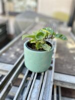 Zdjęcie rosliny doniczkowej Hoya carnosa Krinkle, ujęcie 2