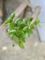 Zdjęcie rosliny doniczkowej Hoya Chouke, ujęcie 1