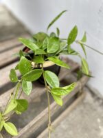 Zdjęcie rosliny doniczkowej Hoya Green Ghost, ujęcie 1