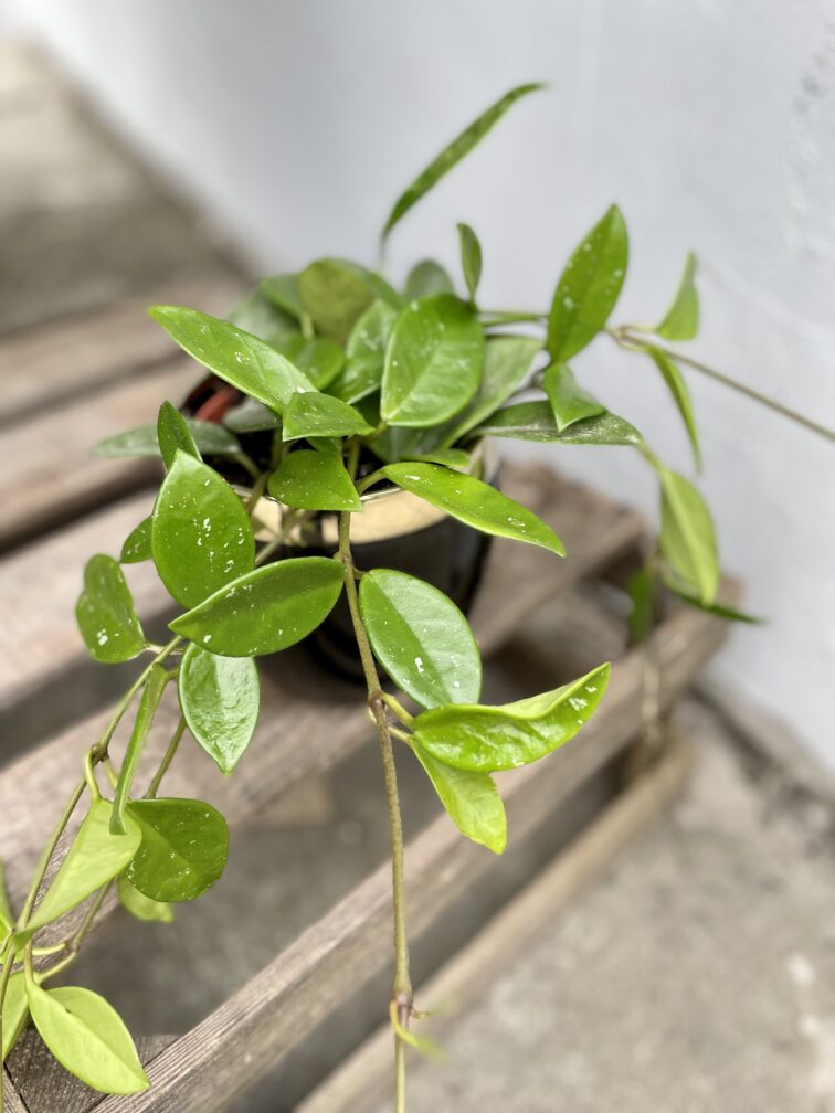 Zdjęcie rosliny doniczkowej Hoya Green Ghost, ujęcie 1