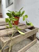 Zdjęcie rosliny doniczkowej Hoya Green Ghost, ujęcie 2