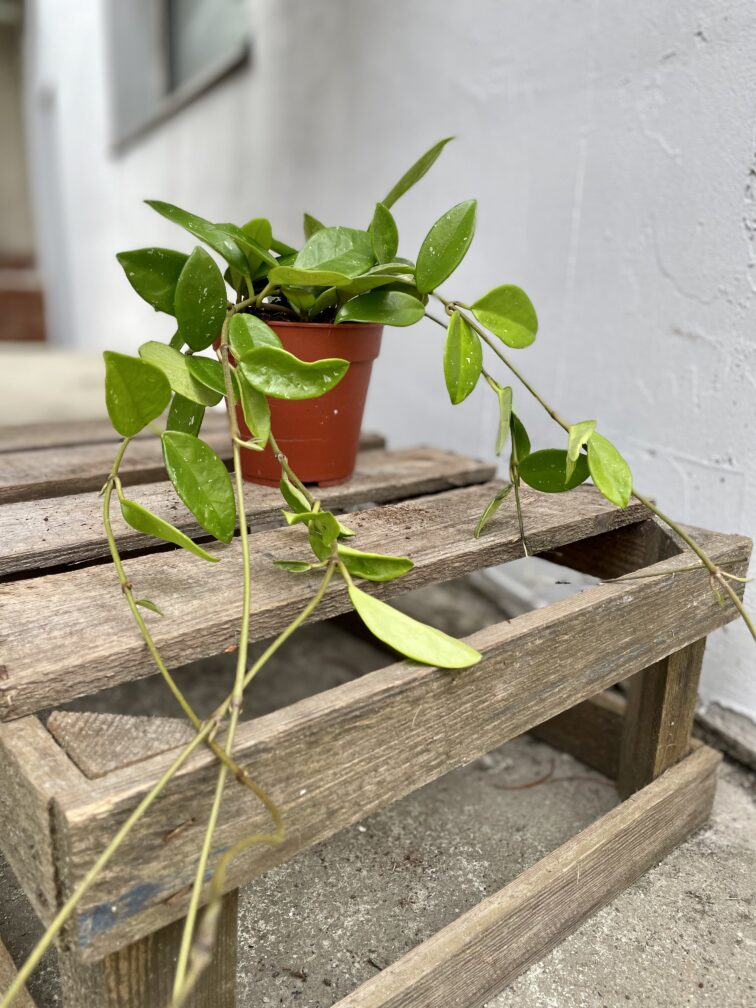 Zdjęcie rosliny doniczkowej Hoya Green Ghost, ujęcie 2