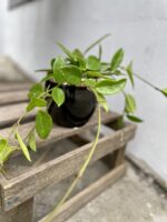 Zdjęcie rosliny doniczkowej Hoya Green Ghost, ujęcie 3