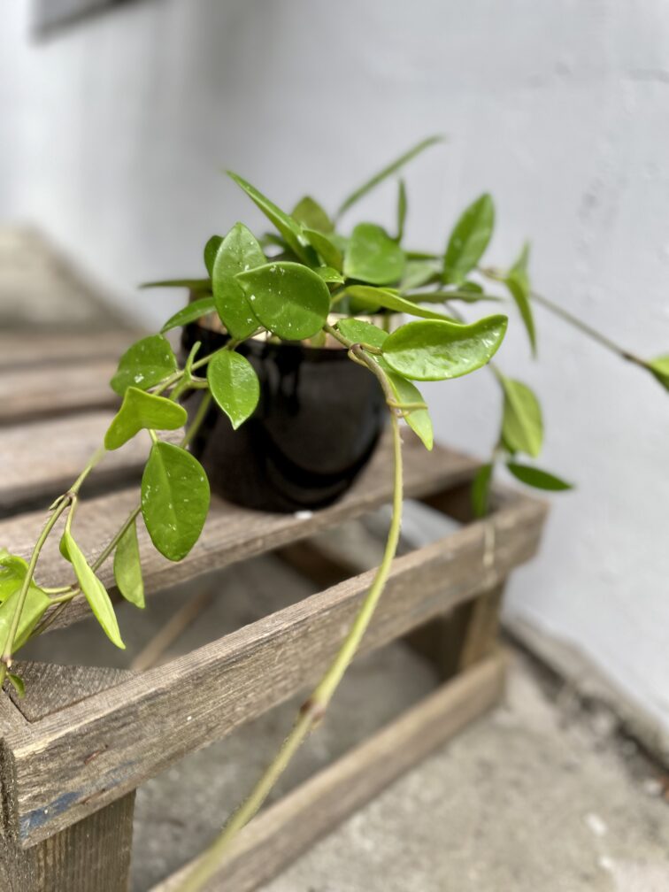Zdjęcie rosliny doniczkowej Hoya Green Ghost, ujęcie 3