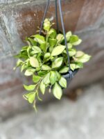 Zdjęcie rosliny doniczkowej Hoya Heuskeliana (woskownica) Variegata, ujęcie 1