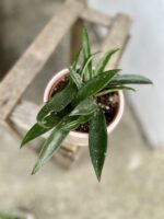 Zdjęcie rosliny doniczkowej Hoya Minibelle, ujęcie 1