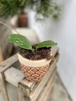Zdjęcie rosliny doniczkowej Hoya obovata, ujęcie 2