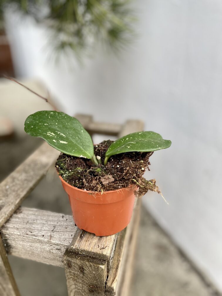 Zdjęcie rosliny doniczkowej Hoya obovata, ujęcie 3