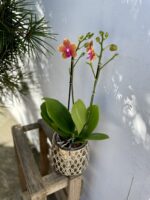 Zdjęcie rosliny doniczkowej Phalaenopsis Afra, ujęcie 1