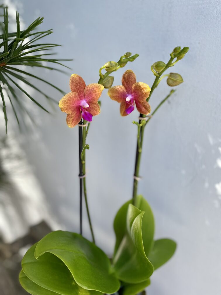 Zdjęcie rosliny doniczkowej Phalaenopsis Afra, ujęcie 2