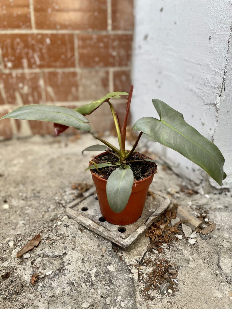 Zdjęcie rosliny doniczkowej Philodendron atabapoense, ujęcie 3