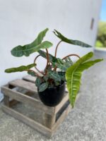 Zdjęcie rosliny doniczkowej Philodendron Billietiae, ujęcie 1