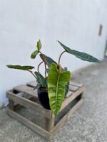 Zdjęcie rosliny doniczkowej Philodendron Billietiae, ujęcie 2