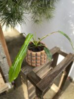 Zdjęcie rosliny doniczkowej Philodendron Joepii, ujęcie 2