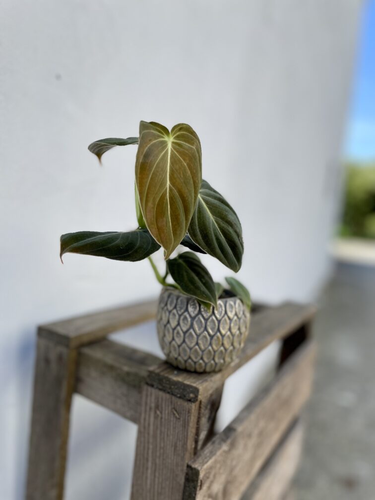 Zdjęcie rosliny doniczkowej Philodendron melanochrysum, ujęcie 3