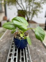 Zdjęcie rosliny doniczkowej Philodendron Pittieri, ujęcie 1