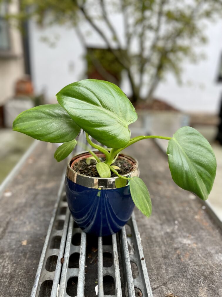 Zdjęcie rosliny doniczkowej Philodendron Pittieri, ujęcie 1