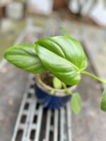 Zdjęcie rosliny doniczkowej Philodendron Pittieri, ujęcie 2