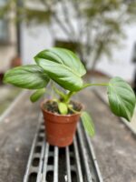 Zdjęcie rosliny doniczkowej Philodendron Pittieri, ujęcie 3