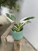 Zdjęcie rosliny doniczkowej Philodendron White Wizard, ujęcie 3