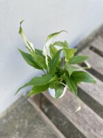 Zdjęcie rosliny doniczkowej Spathiphyllum (Skrzydłokwiat), ujęcie 2