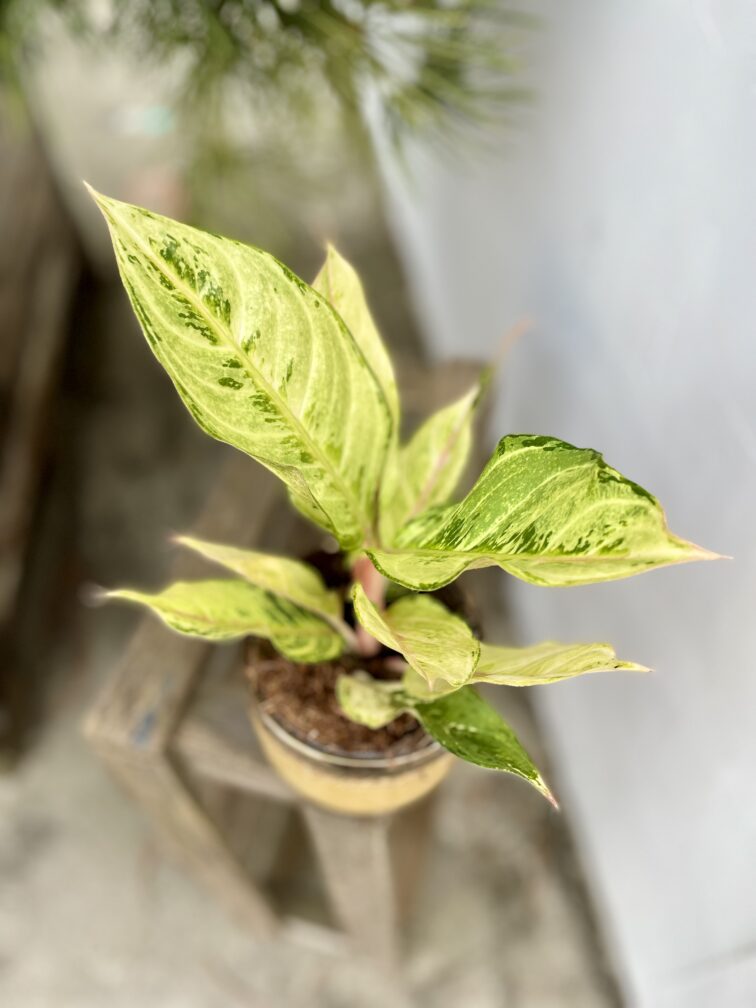 aglaonema-chartreuse-pretty_12x30-1_1696597387.jpg Zdjęcie rosliny doniczkowej Aglaonema Chartreuse "Pretty", ujęcie 1