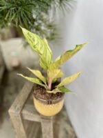 Zdjęcie rosliny doniczkowej Aglaonema Chartreuse "Pretty", ujęcie 2