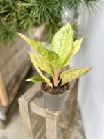 Zdjęcie rosliny doniczkowej Aglaonema Chartreuse "Pretty", ujęcie 3