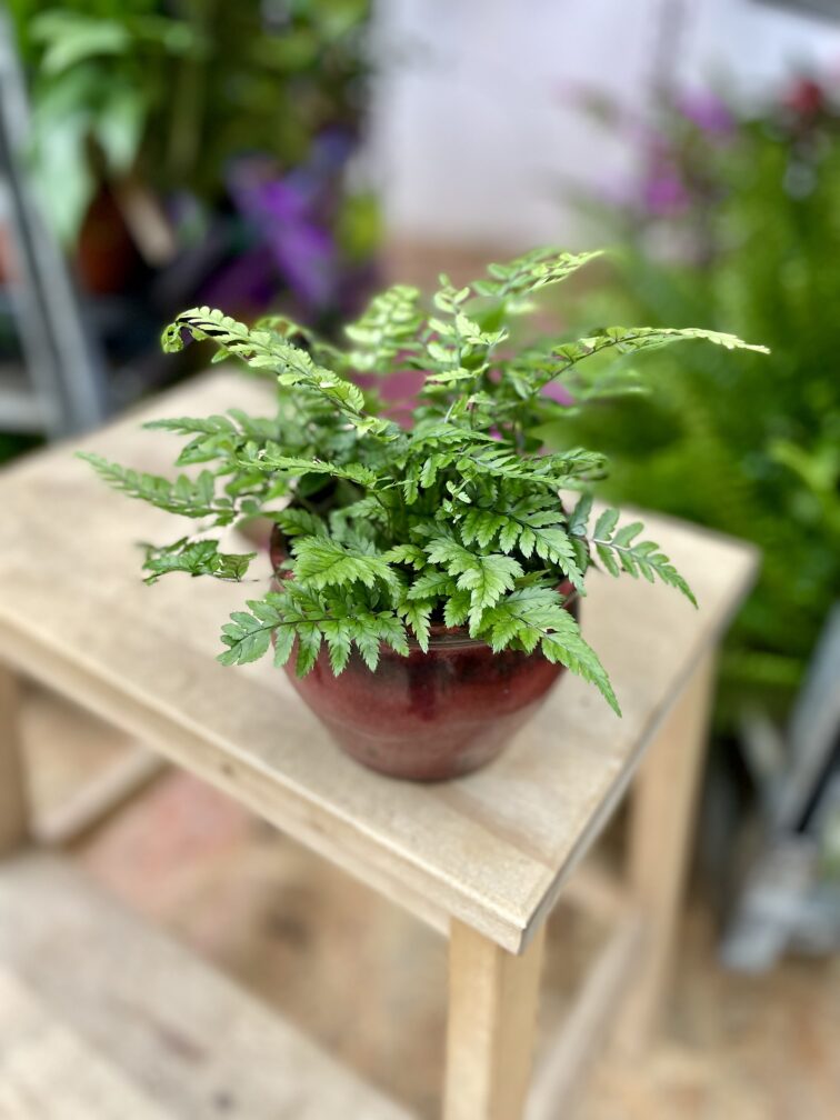 athyrium-spicatum_9x25-1_1697804277.jpg Zdjęcie rosliny doniczkowej Athyrium spicatum (Paproć Wietlica), ujęcie 1