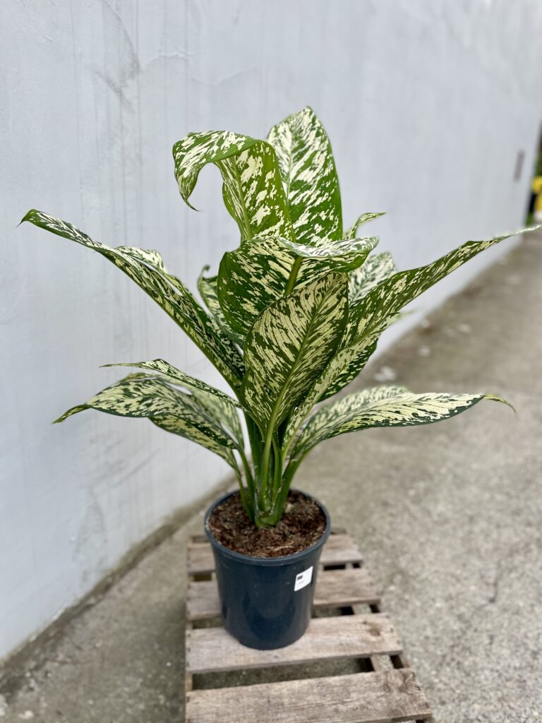Dieffenbachia White Etna - Jungle Boogie