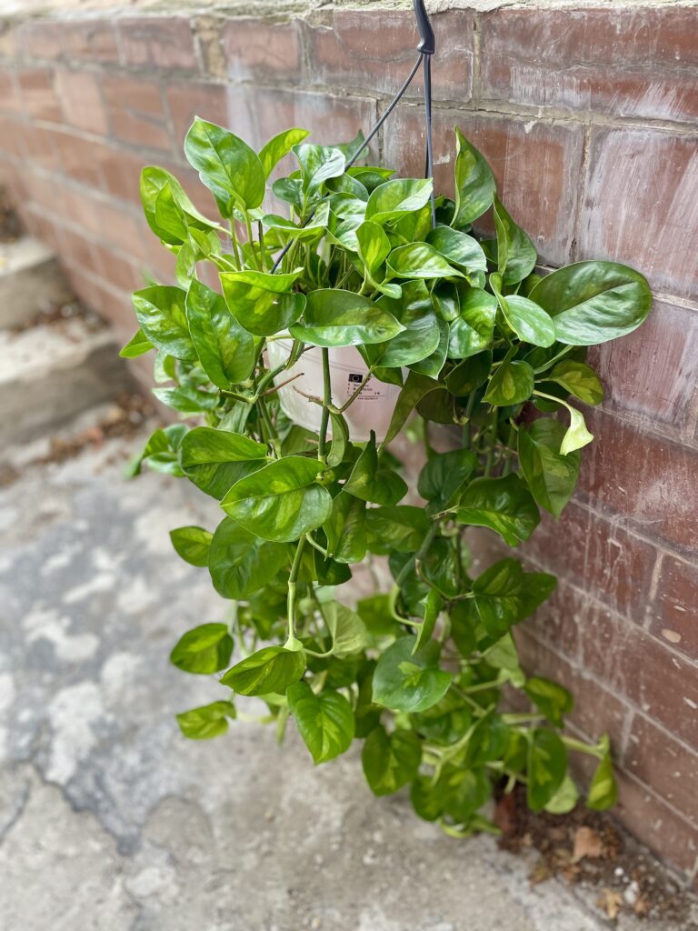Epipremnum pinnatum global green jungle boogie
