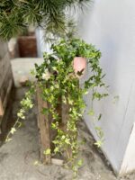 Zdjęcie rosliny doniczkowej Hedera helix Jacobine (Bluszcz), ujęcie 1