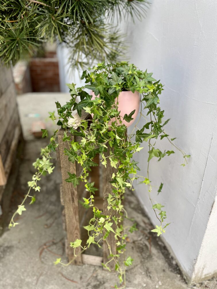 hedera-helix-jacobine_13x25-1_1696597553.jpg Zdjęcie rosliny doniczkowej Hedera helix Jacobine (Bluszcz), ujęcie 1