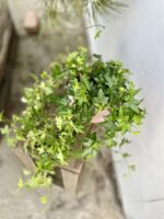 Zdjęcie rosliny doniczkowej Hedera helix Jacobine (Bluszcz), ujęcie 2