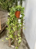 Zdjęcie rosliny doniczkowej Hedera helix Jacobine (Bluszcz), ujęcie 3