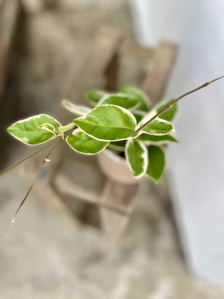 Zdjęcie rosliny doniczkowej Hoya krimson queen, ujęcie 2
