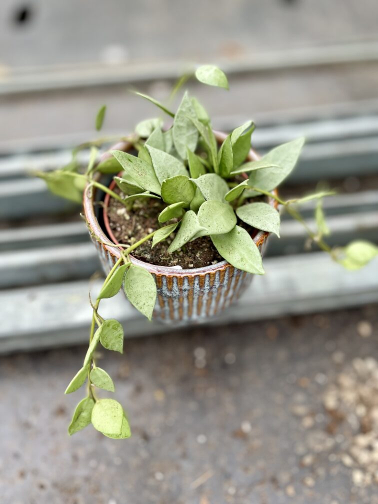 Zdjęcie rosliny doniczkowej Hoya lacunosa Mint, ujęcie 1
