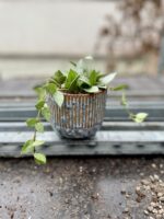 Zdjęcie rosliny doniczkowej Hoya lacunosa Mint, ujęcie 2