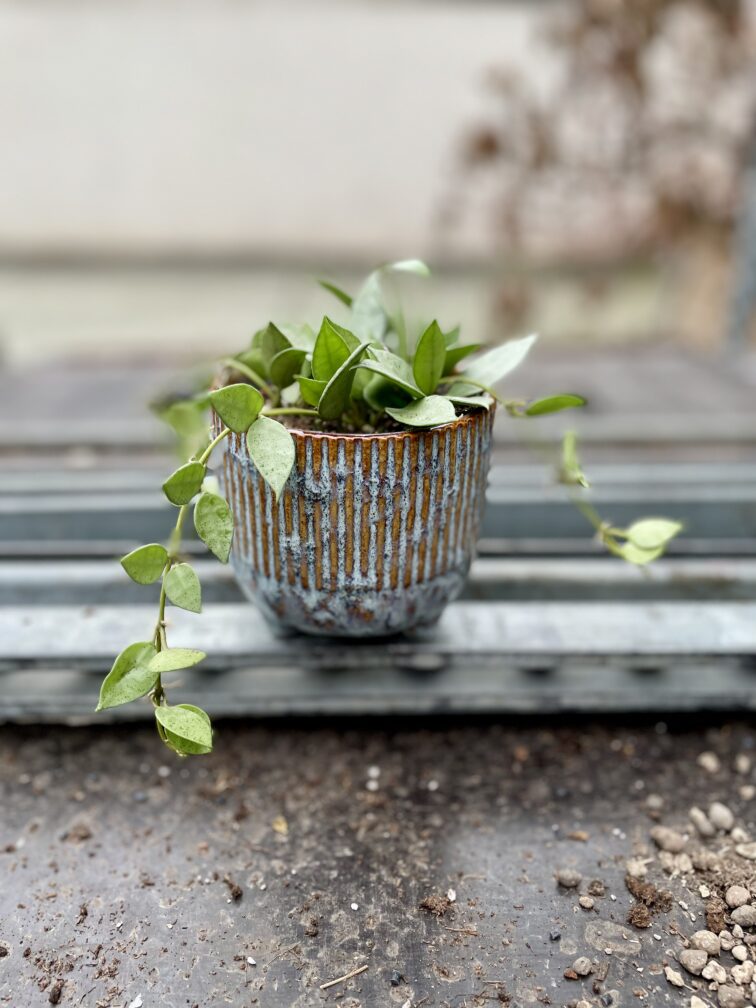 Zdjęcie rosliny doniczkowej Hoya lacunosa Mint, ujęcie 2