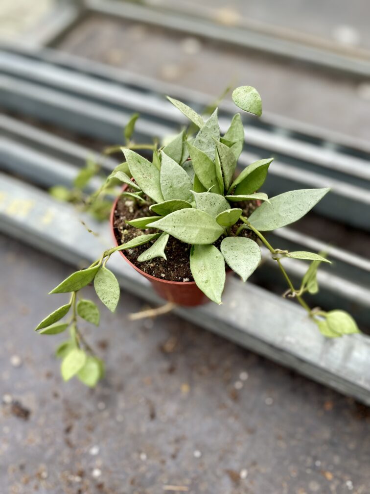 Zdjęcie rosliny doniczkowej Hoya lacunosa Mint, ujęcie 3