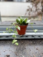 Zdjęcie rosliny doniczkowej Hoya lacunosa Mint, ujęcie 4