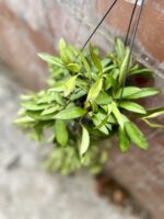 Zdjęcie rosliny doniczkowej Hoya Rosita, ujęcie 2