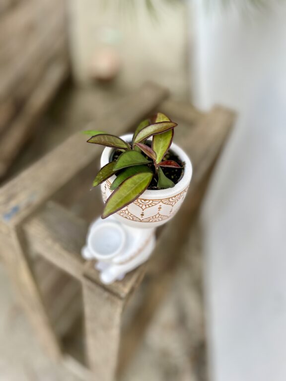 Zdjęcie rosliny doniczkowej Hoya Rosita, ujęcie 1